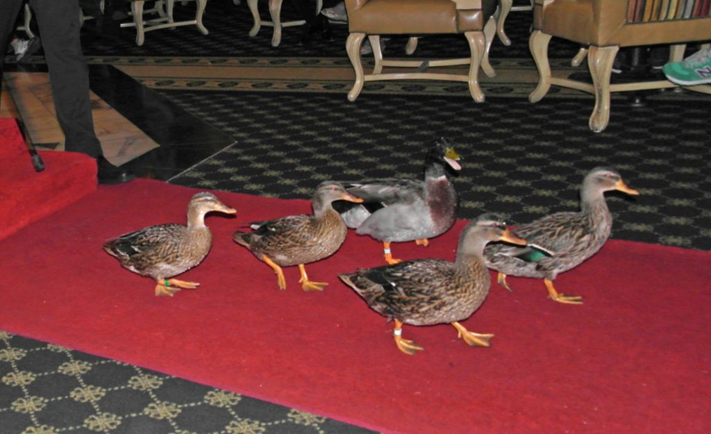 duck tours memphis